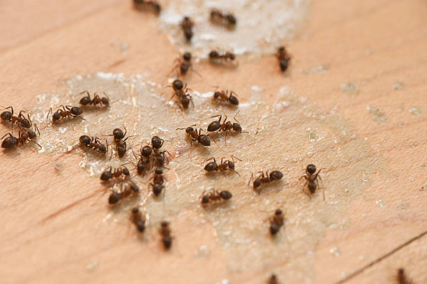 Best Termite Control Services  in Stillwater, OK